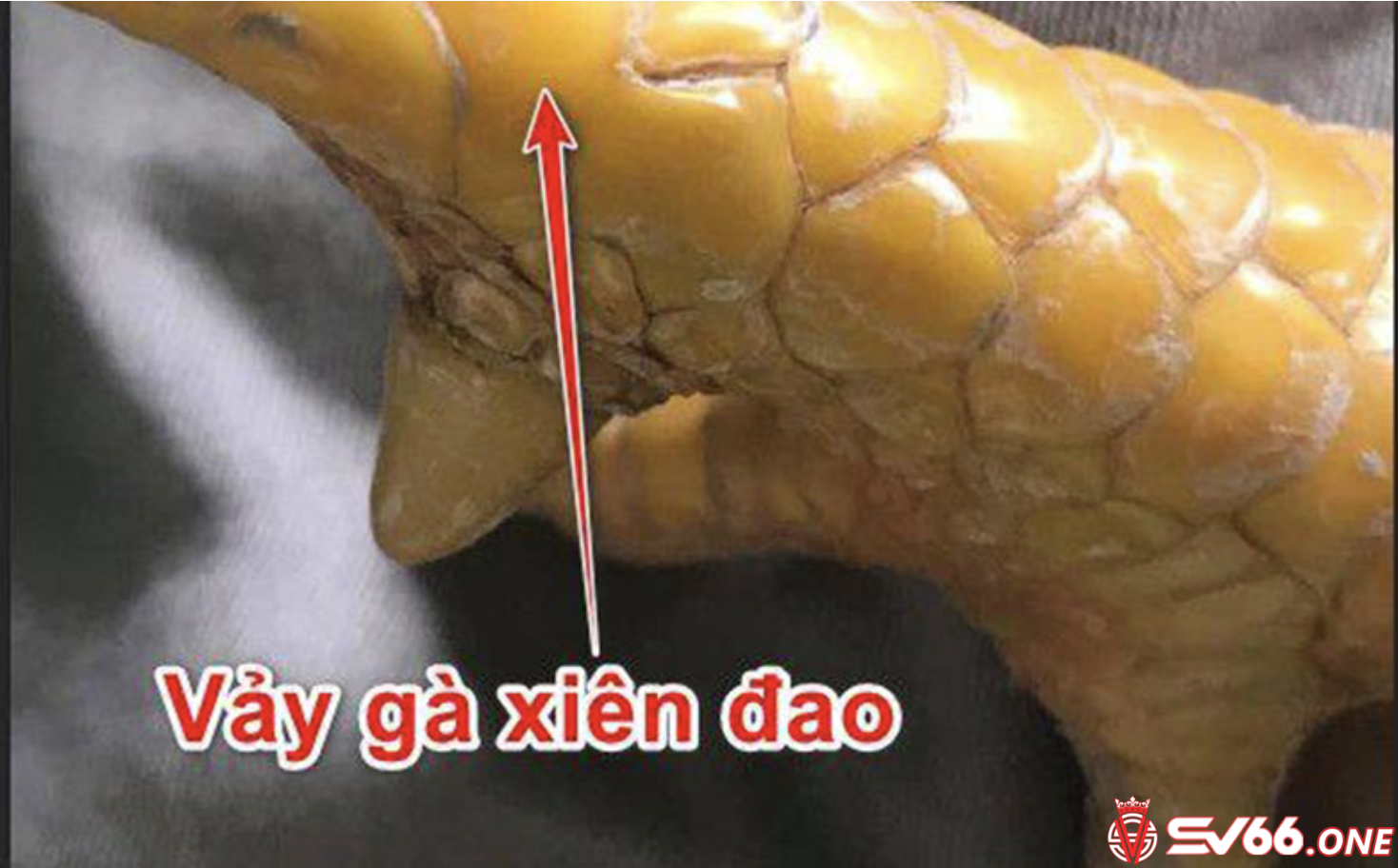 Loại vảy gà xuyên đao nào tốt nhất hiện nay?