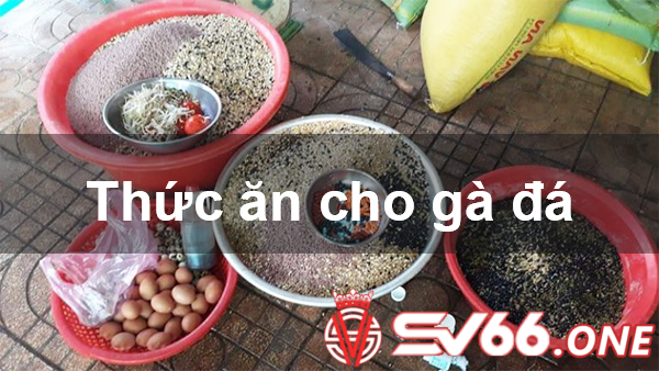 Gà đá ăn chuối giúp mát ruột, mát gan